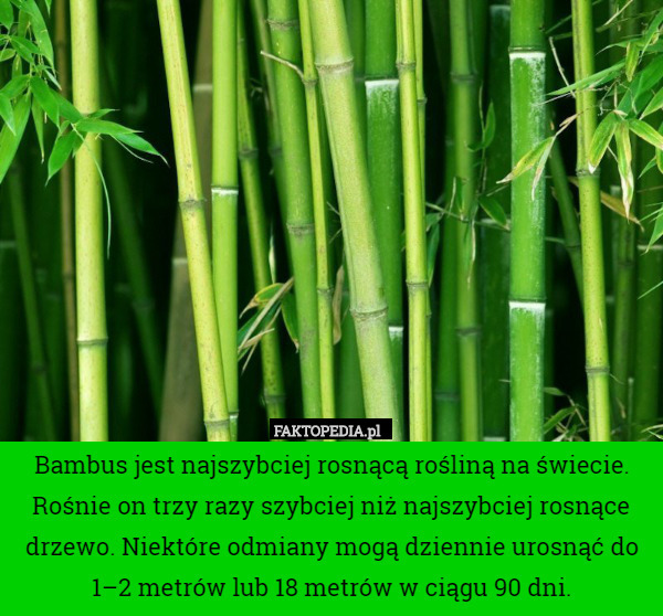 Bambus jest najszybciej rosnącą rośliną na świecie. Rośnie on trzy razy szybciej niż najszybciej rosnące drzewo. Niektóre odmiany mogą dziennie urosnąć do 1–2 metrów lub 18 metrów w ciągu 90 dni. 