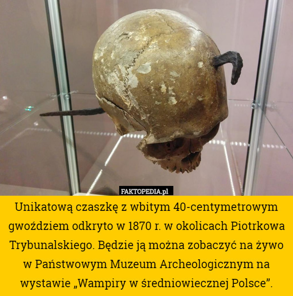 Unikatową czaszkę z wbitym 40-centymetrowym gwoździem odkryto w 1870 r. w okolicach Piotrkowa Trybunalskiego. Będzie ją można zobaczyć na żywo w Państwowym Muzeum Archeologicznym na wystawie „Wampiry w średniowiecznej Polsce”. 