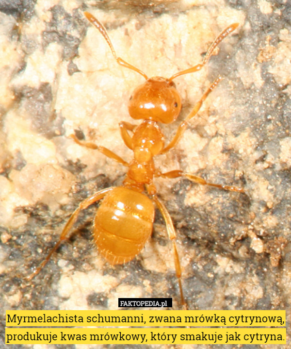 Myrmelachista schumanni, zwana mrówką cytrynową, produkuje kwas mrówkowy, który smakuje jak cytryna. 