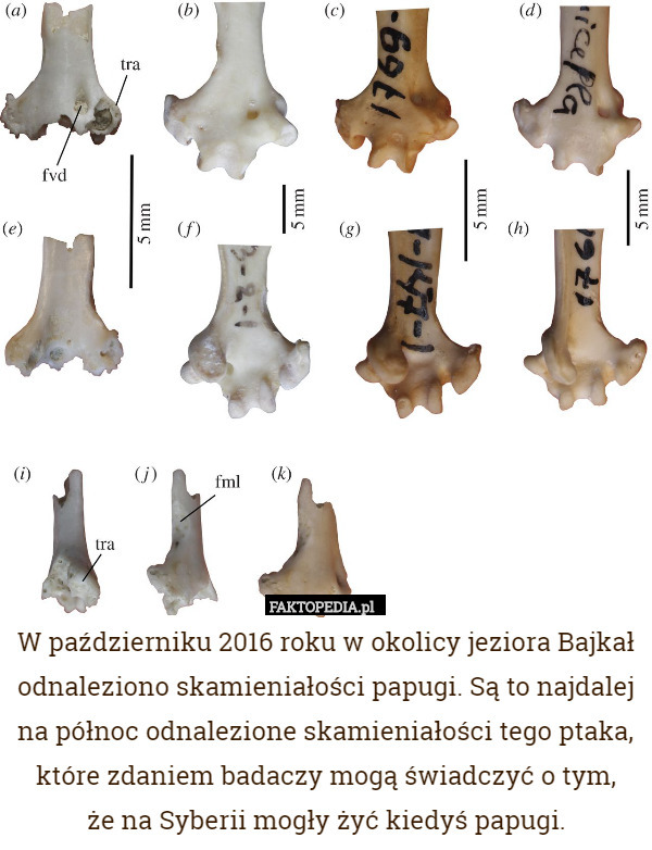 W październiku 2016 roku w okolicy jeziora Bajkał odnaleziono skamieniałości papugi. Są to najdalej na północ odnalezione skamieniałości tego ptaka, które zdaniem badaczy mogą świadczyć o tym,
 że na Syberii mogły żyć kiedyś papugi. 
