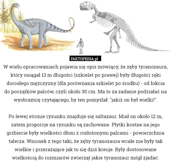 W wielu opracowaniach pojawia się opis mówiący, że zęby tyranozaura, który osiągał 13 m długości (szkielet po prawej) były długości ręki dorosłego mężczyzny (dla porównania szkielet po środku) - od łokcia do początków palców, czyli około 30 cm. Ma to za zadanie podziałać na wyobraźnię czytającego, by ten pomyślał: "jakiż on był wielki!".

Po lewej stronie rysunku znajduje się saltazaur. Miał on około 12 m, zatem proporcje na rysunku są zachowane. Płytki kostne na jego grzbiecie były wielkości dłoni z rozłożonymi palcami - powierzchnia talerza. Wniosek z tego taki, że zęby tyranozaura wcale nie były tak wielkie i przerażające jak to się dziś kreuje. Były dostosowane wielkością do rozmiarów zwierząt jakie tyranozaur mógł zjadać. 