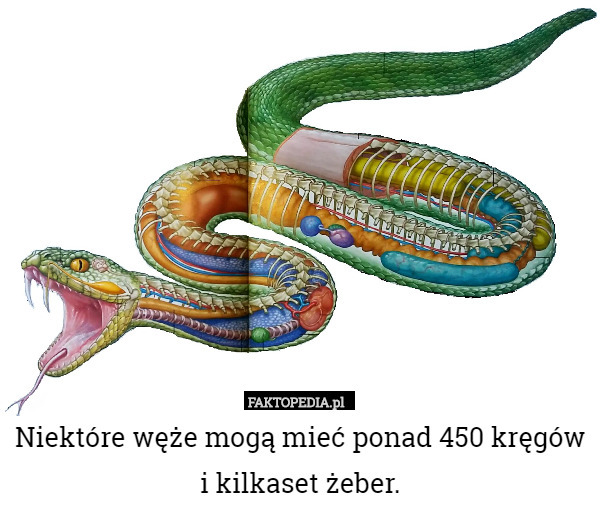 Niektóre węże mogą mieć ponad 450 kręgów i kilkaset żeber. 