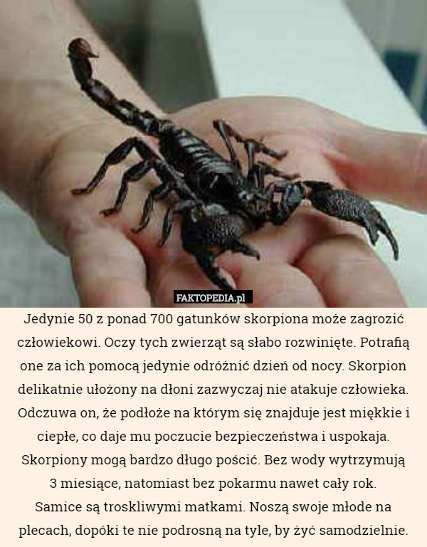 Jedynie 50 z ponad 700 gatunków skorpiona może zagrozić człowiekowi. Oczy tych zwierząt są słabo rozwinięte. Potrafią one za ich pomocą jedynie odróżnić dzień od nocy. Skorpion delikatnie ułożony na dłoni zazwyczaj nie atakuje człowieka. Odczuwa on, że podłoże na którym się znajduje jest miękkie i ciepłe, co daje mu poczucie bezpieczeństwa i uspokaja.
Skorpiony mogą bardzo długo pościć. Bez wody wytrzymują
 3 miesiące, natomiast bez pokarmu nawet cały rok.
 Samice są troskliwymi matkami. Noszą swoje młode na plecach, dopóki te nie podrosną na tyle, by żyć samodzielnie. 