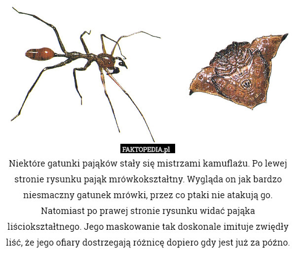 Niektóre gatunki pająków stały się mistrzami kamuflażu. Po lewej stronie rysunku pająk mrówkokształtny. Wygląda on jak bardzo niesmaczny gatunek mrówki, przez co ptaki nie atakują go.
Natomiast po prawej stronie rysunku widać pająka liściokształtnego. Jego maskowanie tak doskonale imituje zwiędły liść, że jego ofiary dostrzegają różnicę dopiero gdy jest już za późno. 