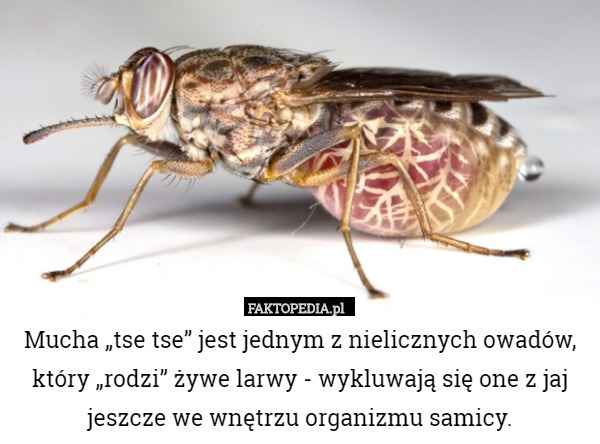 Mucha „tse tse” jest jednym z nielicznych owadów, który „rodzi” żywe larwy - wykluwają się one z jaj jeszcze we wnętrzu organizmu samicy. 