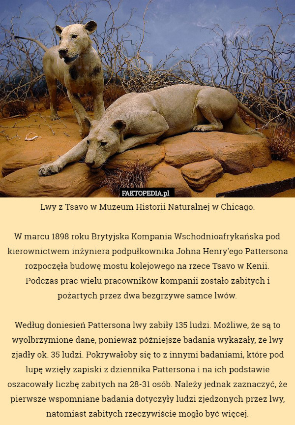 Lwy z Tsavo w Muzeum Historii Naturalnej w Chicago.

 W marcu 1898 roku Brytyjska Kompania Wschodnioafrykańska pod kierownictwem inżyniera podpułkownika Johna Henry'ego Pattersona rozpoczęła budowę mostu kolejowego na rzece Tsavo w Kenii.
 Podczas prac wielu pracowników kompanii zostało zabitych i pożartych przez dwa bezgrzywe samce lwów.

Według doniesień Pattersona lwy zabiły 135 ludzi. Możliwe, że są to wyolbrzymione dane, ponieważ późniejsze badania wykazały, że lwy zjadły ok. 35 ludzi. Pokrywałoby się to z innymi badaniami, które pod lupę wzięły zapiski z dziennika Pattersona i na ich podstawie oszacowały liczbę zabitych na 28-31 osób. Należy jednak zaznaczyć, że pierwsze wspomniane badania dotyczyły ludzi zjedzonych przez lwy, natomiast zabitych rzeczywiście mogło być więcej. 