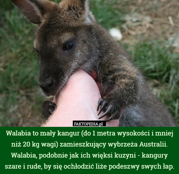 Walabia to mały kangur (do 1 metra wysokości i mniej niż 20 kg wagi) zamieszkujący wybrzeża Australii. Walabia, podobnie jak ich więksi kuzyni - kangury szare i rude, by się ochłodzić liże podeszwy swych łap. 
