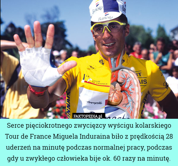 Serce pięciokrotnego zwycięzcy wyścigu kolarskiego Tour de France Miguela Induraina biło z prędkością 28 uderzeń na minutę podczas normalnej pracy, podczas gdy u zwykłego człowieka bije ok. 60 razy na minutę. 