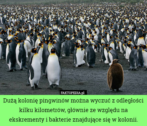 Dużą kolonię pingwinów można wyczuć z odległości kilku kilometrów, głównie ze względu na ekskrementy i bakterie znajdujące się w kolonii. 