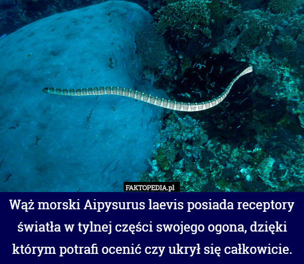 Wąż morski Aipysurus laevis posiada receptory światła w tylnej części swojego ogona, dzięki którym potrafi ocenić czy ukrył się całkowicie. 