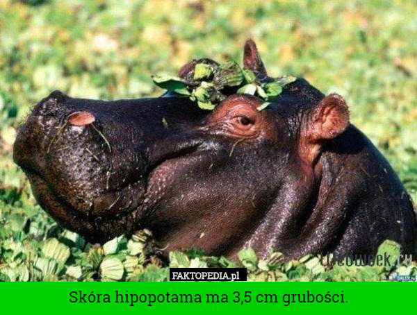 Skóra hipopotama ma 3,5 cm grubości. 