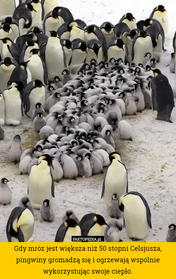 Gdy mróz jest większa niż 50 stopni Celsjusza, pingwiny gromadzą się i ogrzewają wspólnie wykorzystując swoje ciepło. 