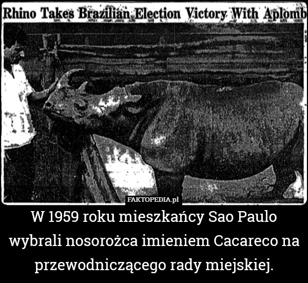 W 1959 roku mieszkańcy Sao Paulo wybrali nosorożca imieniem Cacareco na przewodniczącego rady miejskiej. 