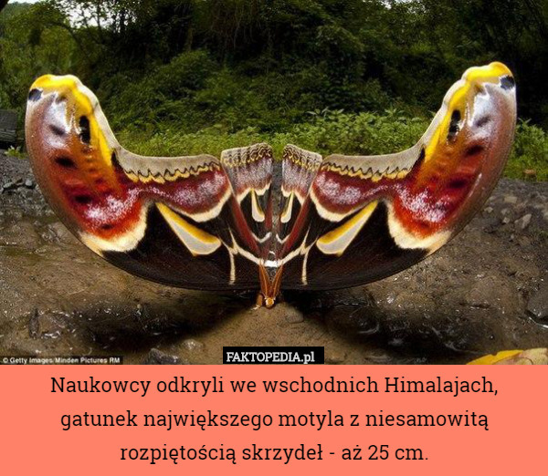 Naukowcy odkryli we wschodnich Himalajach, gatunek największego motyla z niesamowitą rozpiętością skrzydeł - aż 25 cm. 