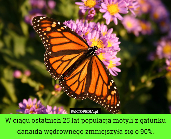 W ciągu ostatnich 25 lat populacja motyli z gatunku danaida wędrownego zmniejszyła się o 90%. 
