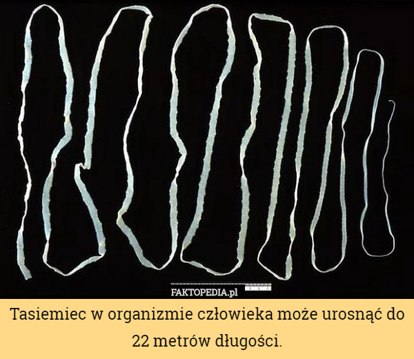 Tasiemiec w organizmie człowieka może urosnąć do 22 metrów długości. 