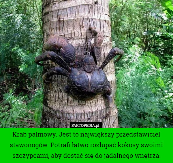 Krab palmowy. Jest to największy przedstawiciel stawonogów. Potrafi łatwo rozłupać kokosy swoimi szczypcami, aby dostać się do jadalnego wnętrza. 