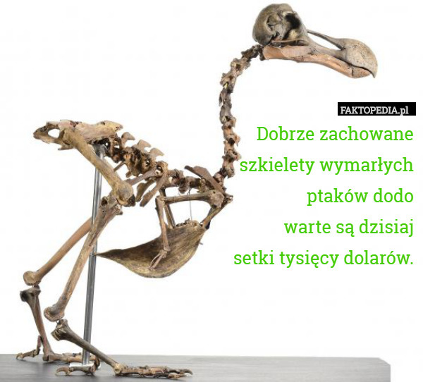 Dobrze zachowane
szkielety wymarłych
ptaków dodo
warte są dzisiaj
setki tysięcy dolarów. 