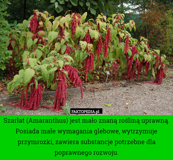 Szarłat (Amaranthus) jest mało znaną rośliną uprawną. Posiada małe wymagania glebowe, wytrzymuje przymrozki, zawiera substancje potrzebne dla poprawnego rozwoju. 