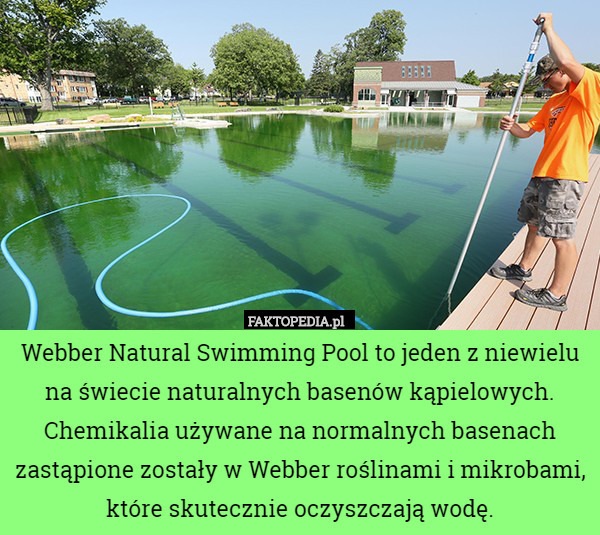 Webber Natural Swimming Pool to jeden z niewielu na świecie naturalnych basenów kąpielowych. Chemikalia używane na normalnych basenach zastąpione zostały w Webber roślinami i mikrobami, które skutecznie oczyszczają wodę. 