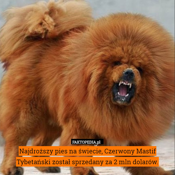 Najdroższy pies na świecie, Czerwony Mastif Tybetański został sprzedany za 2 mln dolarów. 