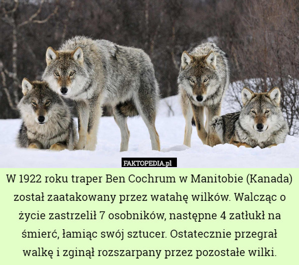 W 1922 roku traper Ben Cochrum w Manitobie (Kanada) został zaatakowany przez watahę wilków. Walcząc o życie zastrzelił 7 osobników, następne 4 zatłukł na śmierć, łamiąc swój sztucer. Ostatecznie przegrał walkę i zginął rozszarpany przez pozostałe wilki. 