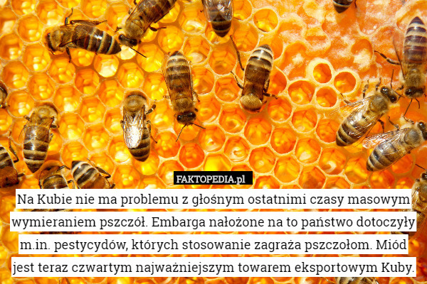 Na Kubie nie ma problemu z głośnym ostatnimi czasy masowym wymieraniem pszczół. Embarga nałożone na to państwo dotoczyły m.in. pestycydów, których stosowanie zagraża pszczołom. Miód jest teraz czwartym najważniejszym towarem eksportowym Kuby. 