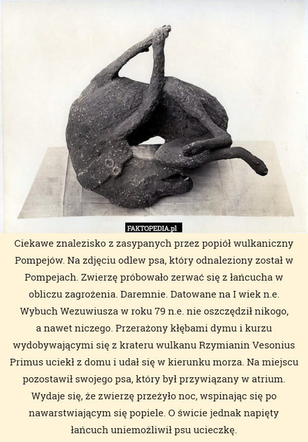 Ciekawe znalezisko z zasypanych przez popiół wulkaniczny Pompejów. Na zdjęciu odlew psa, który odnaleziony został w Pompejach. Zwierzę próbowało zerwać się z łańcucha w
 obliczu zagrożenia. Daremnie. Datowane na I wiek n.e.
Wybuch Wezuwiusza w roku 79 n.e. nie oszczędził nikogo,
 a nawet niczego. Przerażony kłębami dymu i kurzu wydobywającymi się z krateru wulkanu Rzymianin Vesonius Primus uciekł z domu i udał się w kierunku morza. Na miejscu pozostawił swojego psa, który był przywiązany w atrium.
Wydaje się, że zwierzę przeżyło noc, wspinając się po nawarstwiającym się popiele. O świcie jednak napięty
 łańcuch uniemożliwił psu ucieczkę. 