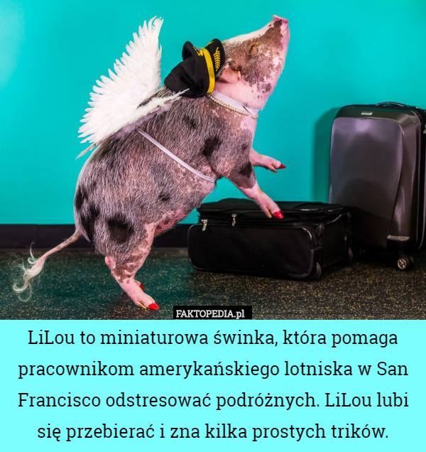 LiLou to miniaturowa świnka, która pomaga pracownikom amerykańskiego lotniska w San Francisco odstresować podróżnych. LiLou lubi się przebierać i zna kilka prostych trików. 