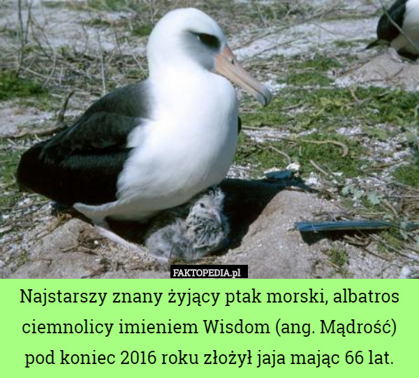 Najstarszy znany żyjący ptak morski, albatros ciemnolicy imieniem Wisdom (ang. Mądrość) pod koniec 2016 roku złożył jaja mając 66 lat. 