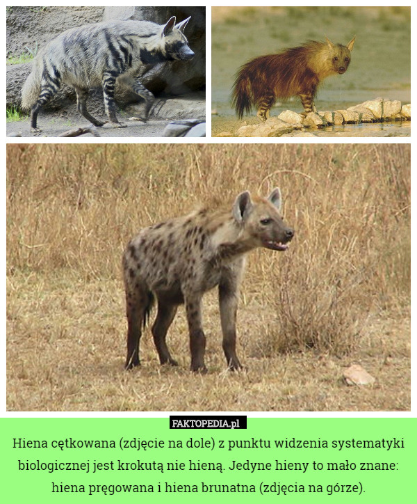 Hiena cętkowana (zdjęcie na dole) z punktu widzenia systematyki biologicznej jest krokutą nie hieną. Jedyne hieny to mało znane: hiena pręgowana i hiena brunatna (zdjęcia na górze). 