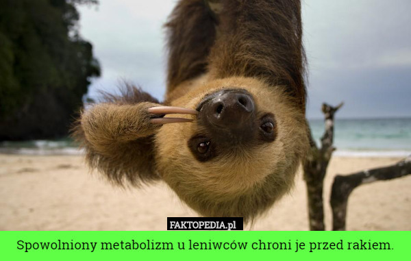 Spowolniony metabolizm u leniwców chroni je przed rakiem. 