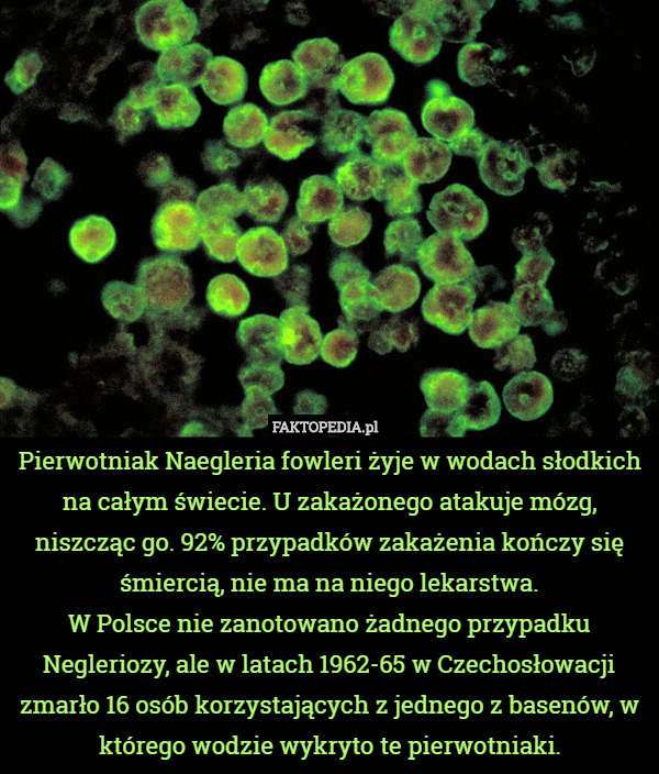 Pierwotniak Naegleria fowleri żyje w wodach słodkich na całym świecie. U zakażonego atakuje mózg, niszcząc go. 92% przypadków zakażenia kończy się śmiercią, nie ma na niego lekarstwa.
W Polsce nie zanotowano żadnego przypadku Negleriozy, ale w latach 1962-65 w Czechosłowacji zmarło 16 osób korzystających z jednego z basenów, w którego wodzie wykryto te pierwotniaki. 