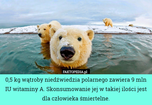 0,5 kg wątroby niedźwiedzia polarnego zawiera 9 mln IU witaminy A. Skonsumowanie jej w takiej ilości jest dla człowieka śmiertelne. 