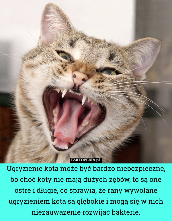 Ugryzienie kota może być bardzo niebezpieczne, bo choć koty nie mają dużych zębów, to są one ostre i długie, co sprawia, że rany wywołane ugryzieniem kota są głębokie i mogą się w nich niezauważenie rozwijać bakterie. 