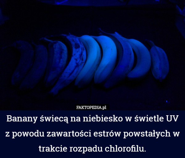 Banany świecą na niebiesko w świetle UV z powodu zawartości estrów powstałych w trakcie rozpadu chlorofilu. 