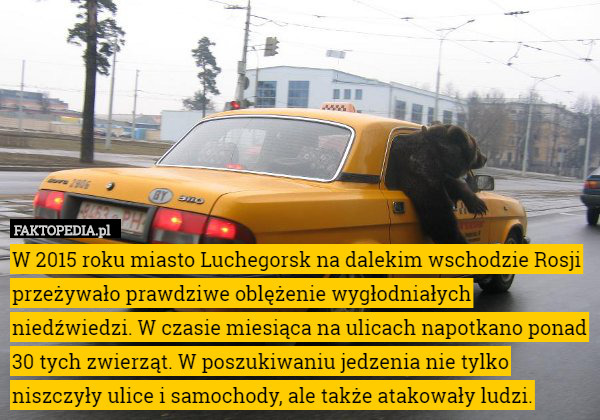 W 2015 roku miasto Luchegorsk na dalekim wschodzie Rosji przeżywało prawdziwe oblężenie wygłodniałych niedźwiedzi. W czasie miesiąca na ulicach napotkano ponad 30 tych zwierząt. W poszukiwaniu jedzenia nie tylko niszczyły ulice i samochody, ale także atakowały ludzi. 