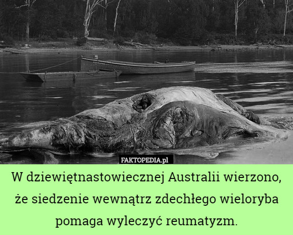W dziewiętnastowiecznej Australii wierzono, że siedzenie wewnątrz zdechłego wieloryba pomaga wyleczyć reumatyzm. 