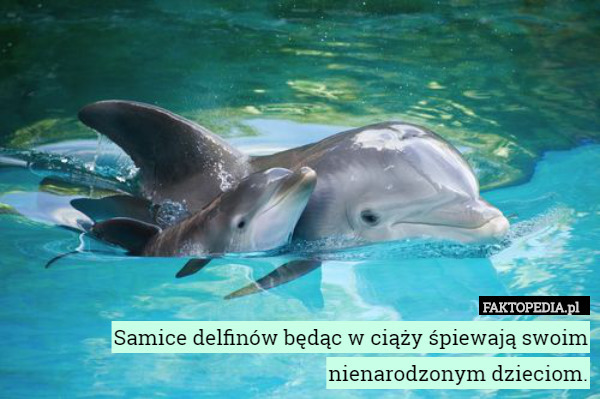 Samice delfinów będąc w ciąży śpiewają swoim nienarodzonym dzieciom. 