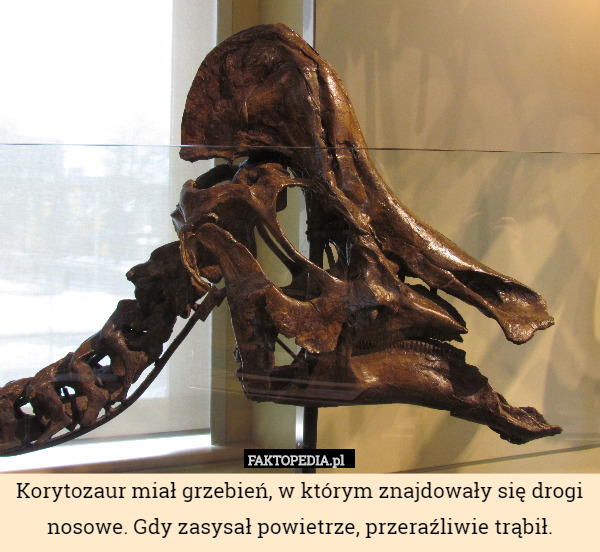 Korytozaur miał grzebień, w którym znajdowały się drogi nosowe. Gdy zasysał powietrze, przeraźliwie trąbił. 