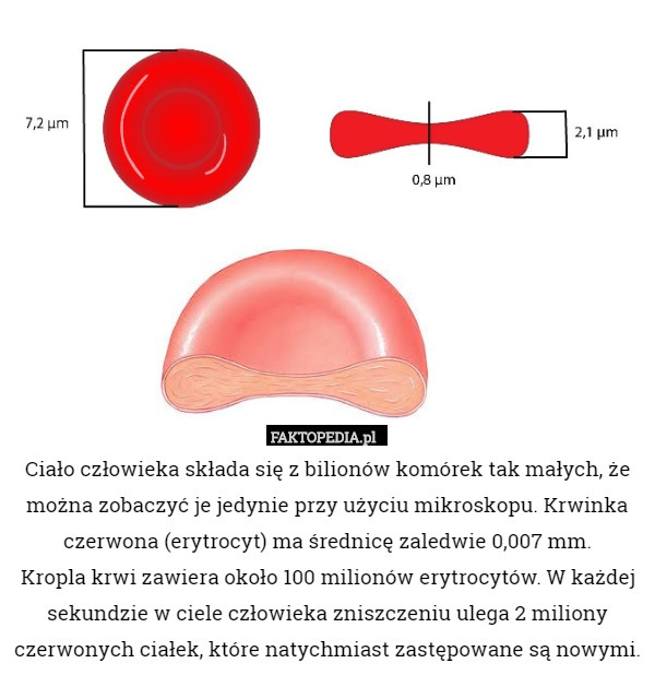 Ciało człowieka składa się z bilionów komórek tak małych, że można zobaczyć je jedynie przy użyciu mikroskopu. Krwinka czerwona (erytrocyt) ma średnicę zaledwie 0,007 mm.
Kropla krwi zawiera około 100 milionów erytrocytów. W każdej sekundzie w ciele człowieka zniszczeniu ulega 2 miliony czerwonych ciałek, które natychmiast zastępowane są nowymi. 