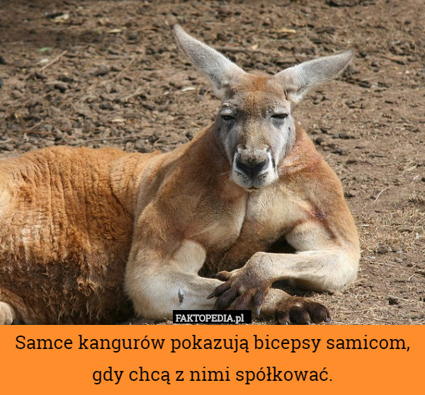 Samce kangurów pokazują bicepsy samicom, gdy chcą z nimi spółkować. 