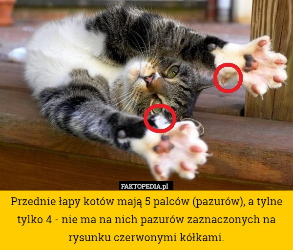 Przednie łapy kotów mają 5 palców (pazurów), a tylne tylko 4 - nie ma na nich pazurów zaznaczonych na rysunku czerwonymi kółkami. 