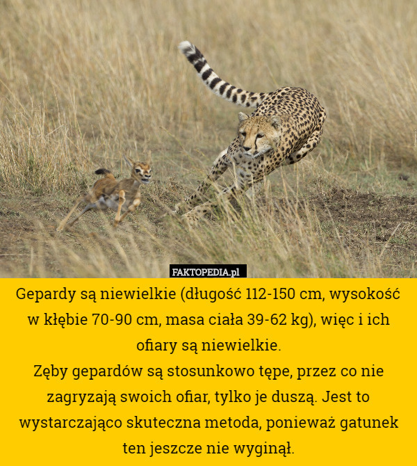 Gepardy są niewielkie (długość 112-150 cm, wysokość w kłębie 70-90 cm, masa ciała 39-62 kg), więc i ich ofiary są niewielkie.
Zęby gepardów są stosunkowo tępe, przez co nie zagryzają swoich ofiar, tylko je duszą. Jest to wystarczająco skuteczna metoda, ponieważ gatunek ten jeszcze nie wyginął. 