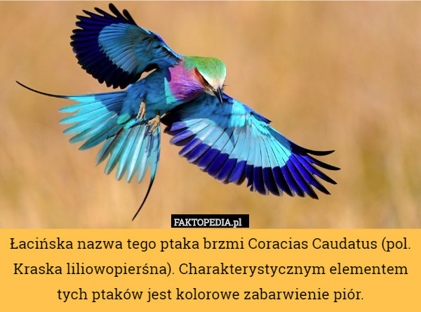 Łacińska nazwa tego ptaka brzmi Coracias Caudatus (pol. Kraska liliowopierśna). Charakterystycznym elementem tych ptaków jest kolorowe zabarwienie piór. 