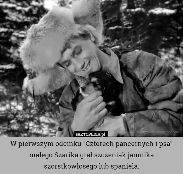 W pierwszym odcinku "Czterech pancernych i psa" małego Szarika grał szczeniak jamnika szorstkowłosego lub spaniela. 