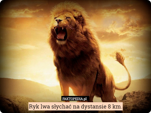 Ryk lwa słychać na dystansie 8 km. 