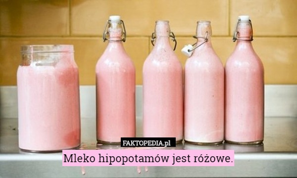 Mleko hipopotamów jest różowe. 
