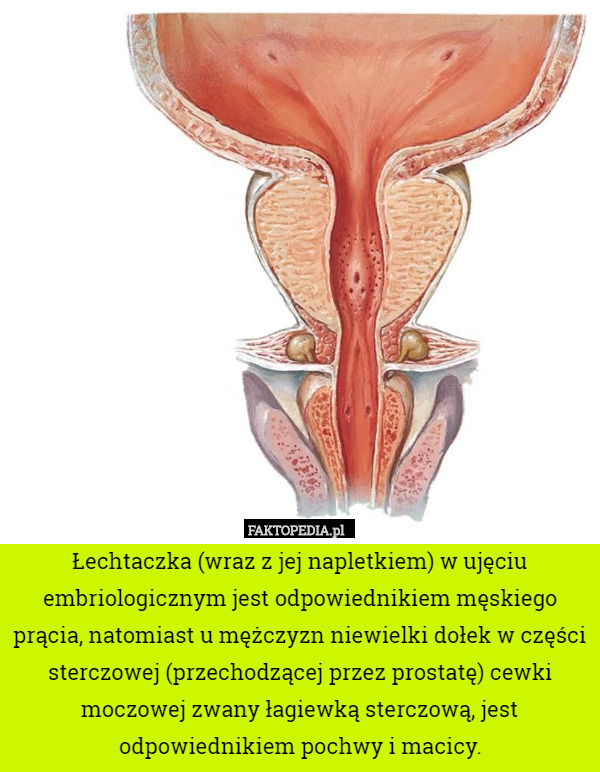 Łechtaczka (wraz z jej napletkiem) w ujęciu embriologicznym jest odpowiednikiem męskiego prącia, natomiast u mężczyzn niewielki dołek w części sterczowej (przechodzącej przez prostatę) cewki moczowej zwany łagiewką sterczową, jest odpowiednikiem pochwy i macicy. 