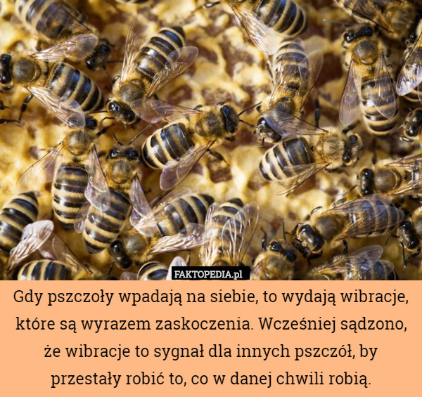 Gdy pszczoły wpadają na siebie, to wydają wibracje, które są wyrazem zaskoczenia. Wcześniej sądzono, że wibracje to sygnał dla innych pszczół, by przestały robić to, co w danej chwili robią. 